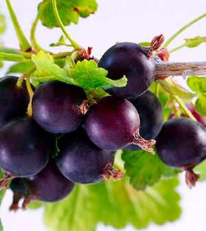 Йошта"Бонн" ранній сорт (гібрид смородина та агрусу)