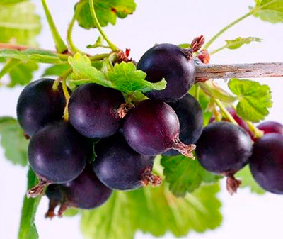 Йошта"Бонн" ранній сорт (гібрид смородина та агрусу)