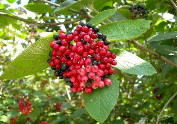 Калини Гордовина