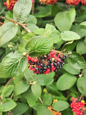 Калини Гордовина