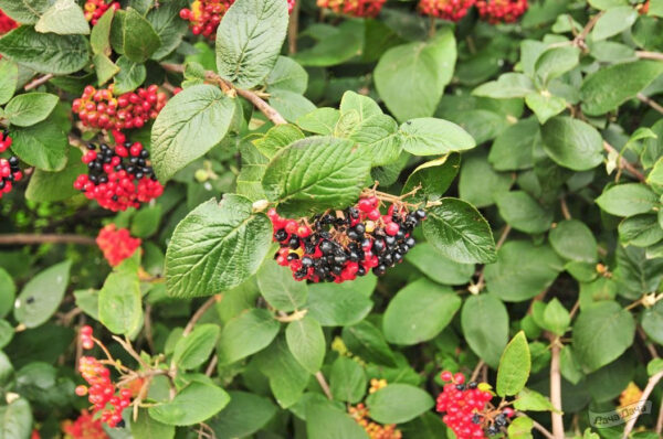 Калини Гордовина