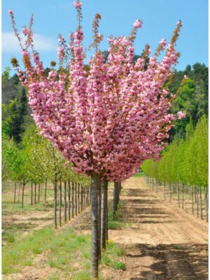 Сакура КАНЗАН  двохрічний саджанець