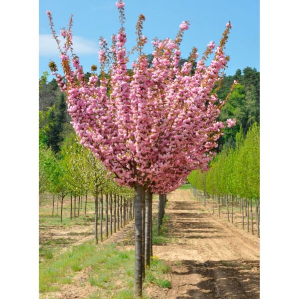 Сакура КАНЗАН  двохрічний саджанець