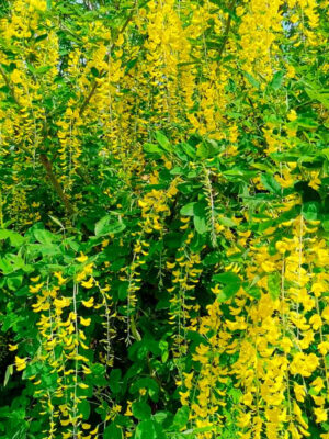 Карагана штамб