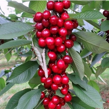 Вишня Ексклюзив колоновидна