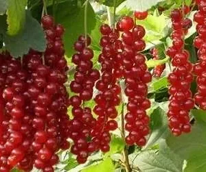 Каскад смородина (Порічка-червона)