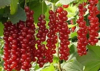 Каскад смородина Каскад смородина (Порічка-червона)