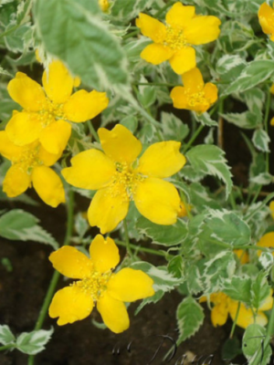 керія японська Керрія Японська жовта "Variegata"