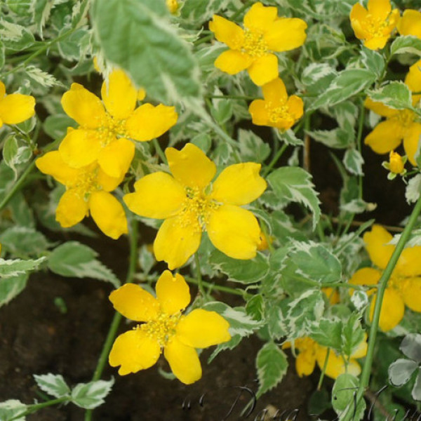 Керрія Японська жовта "Variegata"