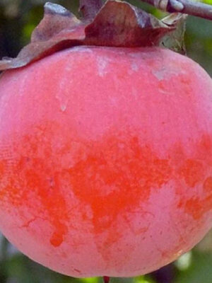 khurma-nikitska-bordova2.jpg Хурма на віргінській морозостійкій підщепі "Нікітська бордова" Саджанці дворічні