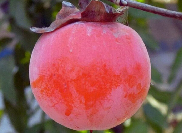 Хурма на віргінській морозостійкій підщепі "Нікітська бордова" Саджанці дворічні