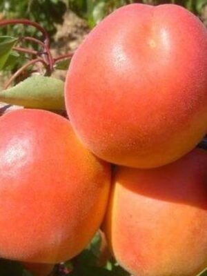 Кіотто Абрикос