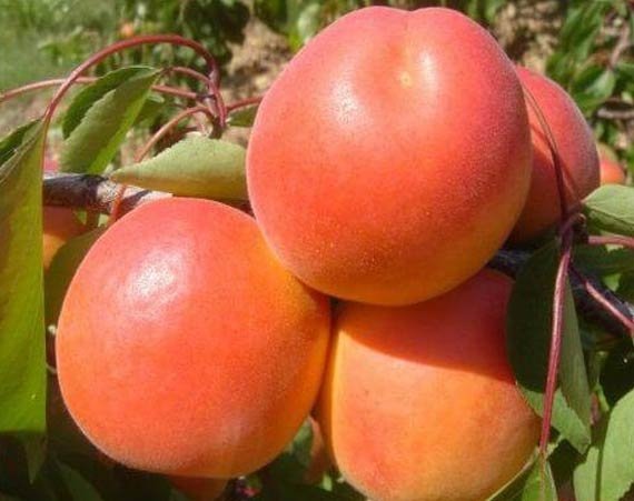 кіото абрикос Кіотто Абрикос