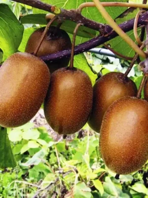 Ківі “Мілфорд” Ківі "Мілфорд" (Milford) Самозапильний, середній термін дозрівання