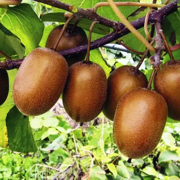 Ківі “Мілфорд” Ківі "Мілфорд" (Milford) Самозапильний, середній термін дозрівання