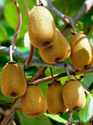 Ківі “Закарпатський” Ківі "Закарпатський" - самозаплідний, середній термін дозрівання