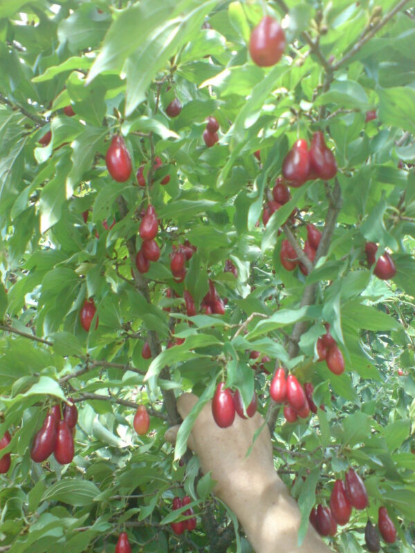 Кизил  "Ексклюзив"