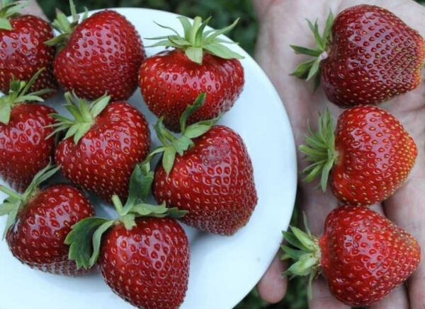 Полуниця "Малвіна" (пізній сорт ) 10 шт 150грн