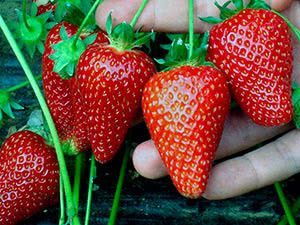 klubnika-remontantaya-luchshye-sorta-1.jpg Полуниця "Діамант" (середній сорт ) 10 шт 150грн