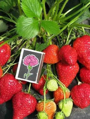 klubnikakleriopisaniesortafotoiotzivisad_8abeaa02.jpg Полуниця "Клери" (ранній сорт ) 10 шт 150грн