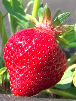 klubnikaxoneyopisaniesortadostoinstvaine_022e8e31.jpg Полуниця "Хоней"(сорт ранній ) 10 шт 150грн