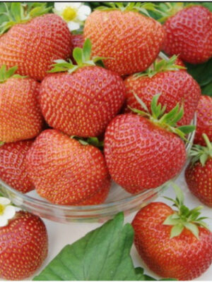 klubnyka-polka-500x500-1.jpg Полуниця"Полка"(середньо-стиглий сорт ) 10 шт 150грн