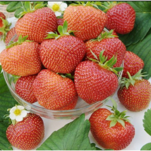 klubnyka-polka-500x500-1.jpg Полуниця"Полка"(середньо-стиглий сорт ) 10 шт 150грн