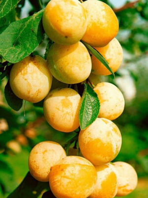 Cлива Мірабель колона