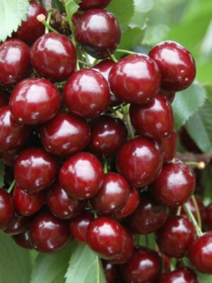 Черешня Сільвія колона