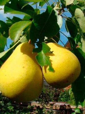 Груша Сапфіра колона, зимній сорт