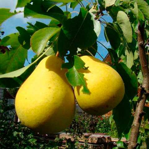 Груша Сапфіра колона, зимній сорт