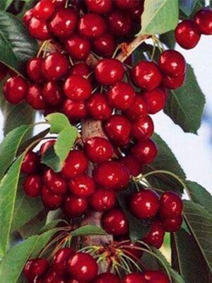 kolonovydna-vyshnya-koroleva-31368779167764 Вишня Королева колона