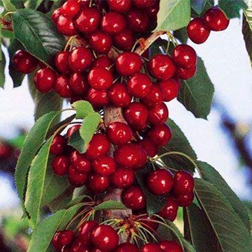 Вишня Королева колона