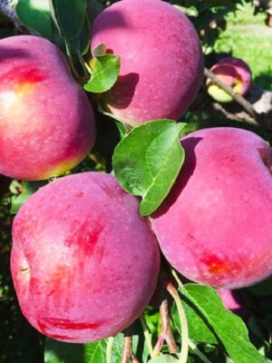 Яблуня "Титанія" колоновидна Саджанці дворічні