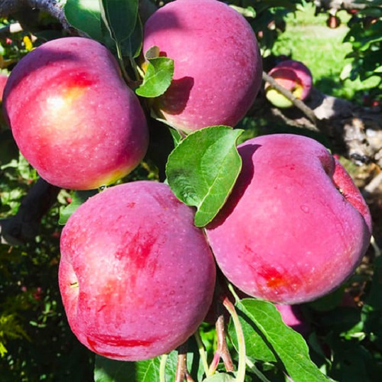 Колоновидна яблуня Титанія Яблуня "Титанія" колоновидна Саджанці дворічні