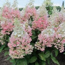 Гортензія хуртовина “Конфетті” ВОЛОТИСТА