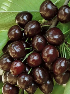 Черешня Кордія