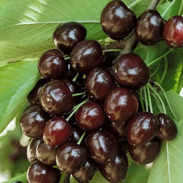 Черешня Кордія