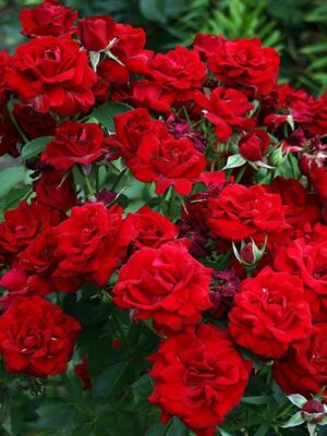 Троянда спрей Кордула