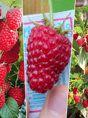 korolevskij-1-500x500-1.jpg Малинове дерево "Малинова насолода"