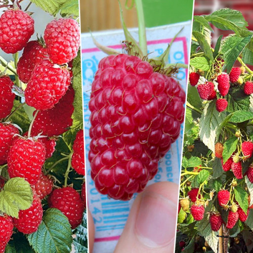 Малинове дерево "Малинова насолода"