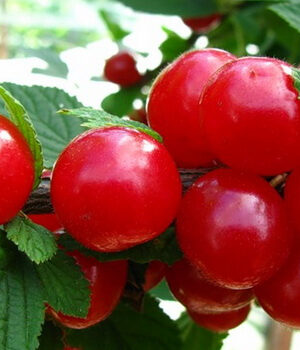 Вишня "Красуня", войлошна