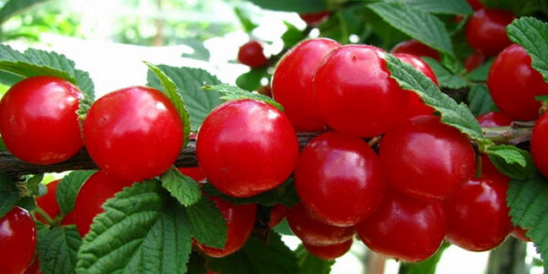 Вишня "Красуня", войлошна