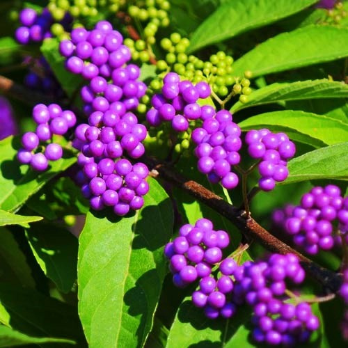 Красивоплідник Бодіньєра (Калікарпа Бодіньєра) Саджанці дворічні