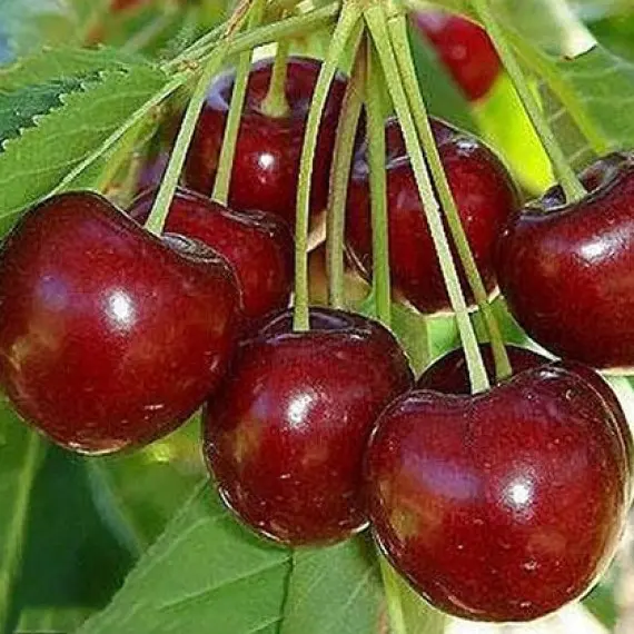 Вишня Ксенія