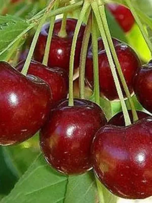 Вишня плодова "Блаженство"