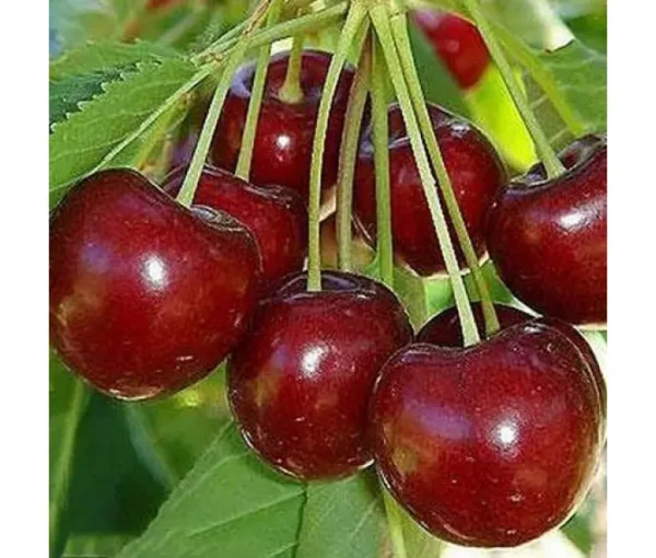 Вишня плодова "Блаженство"