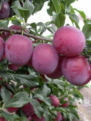 Алича Кубанська комета