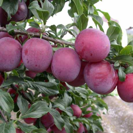 кубанська Алича Кубанська комета