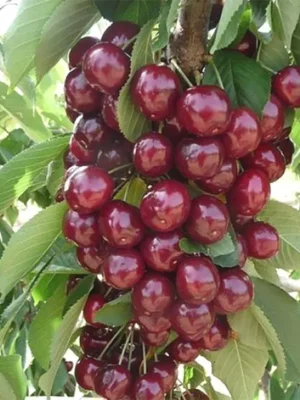 Черешня Квін Мері колона